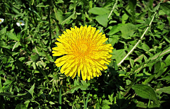 Plants, Flowers HD wallpaper