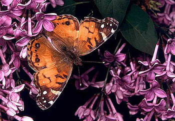 American painted lady, white, black, painted lady, pink flowers, orange HD wallpaper