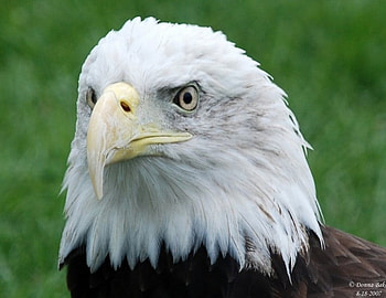 eagle, these, birds, our beautiful HD wallpaper
