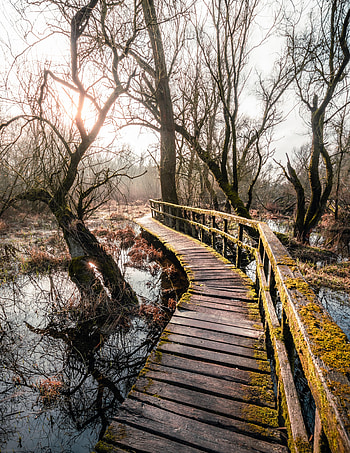 Nature, Rivers, Trees, Branches, Bridge HD phone wallpaper