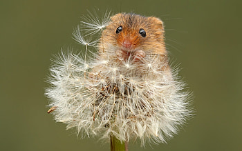 Mouse, animal, summer, dandelion, harvest, rodent HD wallpaper