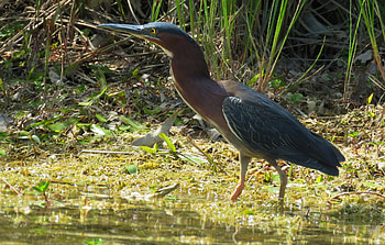 Green Heron, Animal, heron HD wallpaper