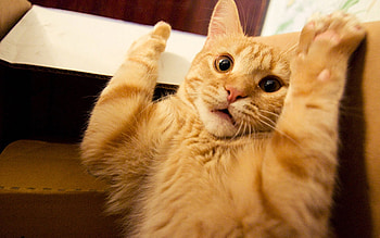 Animals, Cats HD wallpaper