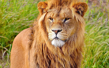 Animals, Muzzle, Lion, Predator, Big Cat, Mane HD wallpaper