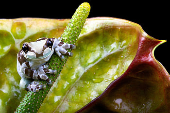 Frog flower nature , Harmonious blend, Nature's artistry, Botanical wonder HD wallpaper