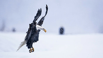 Impressive mobile , Mesmerizing ry, Captivating visuals, Striking birds HD wallpaper