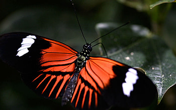 Macro, Pattern, Sheet, Leaf, Butterfly, Wings HD wallpaper