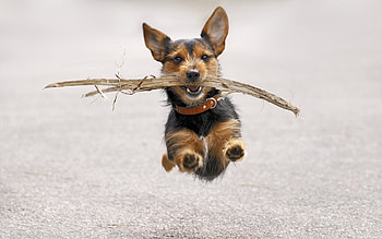 Animals, Dogs HD wallpaper