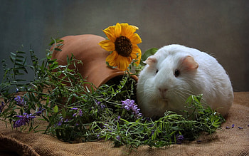 Animals, Flowers, Thick, Fat, Cool, Guinea Pig, Rodent HD wallpaper