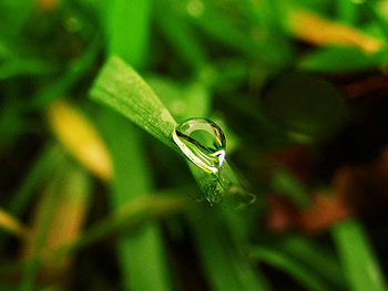 Drop_on_Grass, cool, drop, , on-grass HD wallpaper