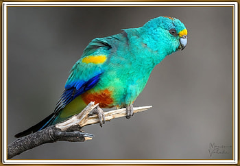 BEAUTIFUL PARROT, PRETTY, NATURE, , BIRD HD wallpaper