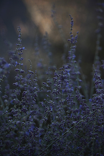 Flowers, Bloom, Flowering, Lavender, Wildflowers HD phone wallpaper