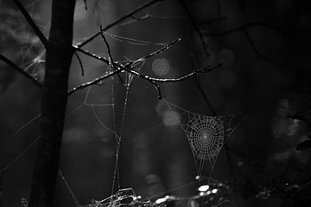 Web, Macro, Dark, Glare, Bw, Chb, Weaving, Braiding HD wallpaper