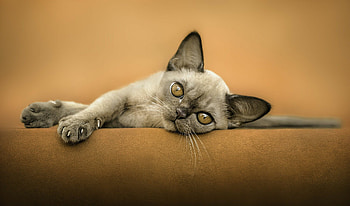 Si Rex, Devon Rex HD wallpaper