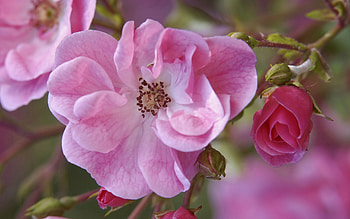 Pink, Flower, Macro, Petals HD wallpaper