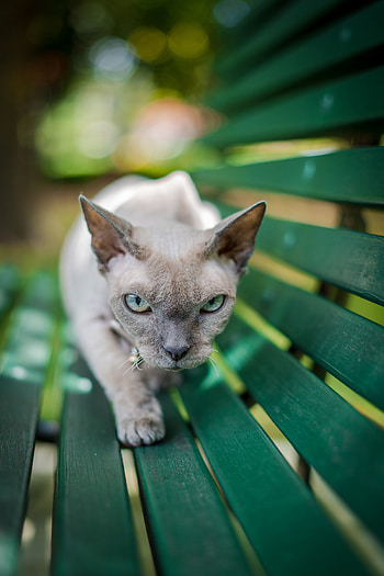 Animals, Sphinx, Cat, Pet, Grey, Sight, Opinion HD phone wallpaper