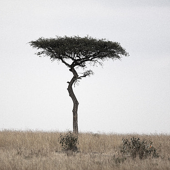 Acacia Tree, Masai Mara beauty, Artistic graphy, Nature's wonders HD phone wallpaper