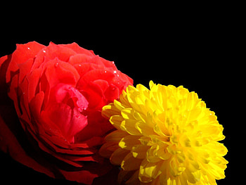 Flower after rain, rose, flower, red, rain flower, red rose HD wallpaper