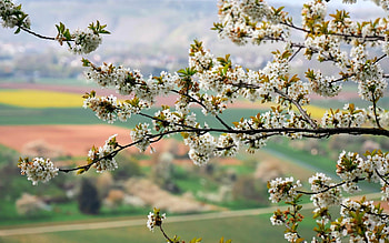 Spring in Latvia, fields, Latvia, blossoms, tree, spring HD wallpaper