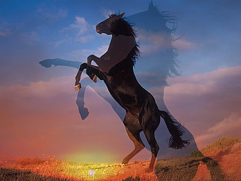 Spirit, dawn, horses, black, spirit, animals, black horse, , wild HD wallpaper