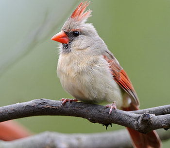 Bird, animal, branch, outdoors, perched HD wallpaper