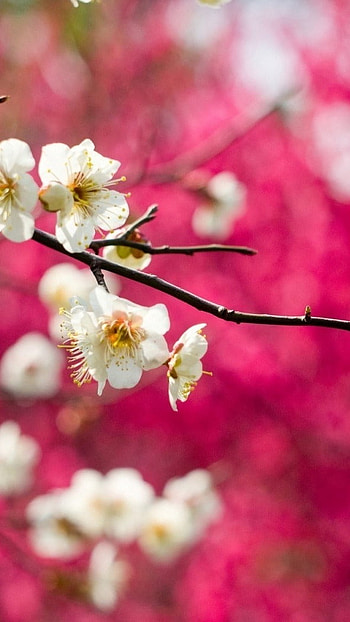 May Background, Pink And White HD phone wallpaper