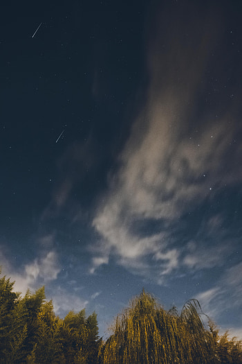 Nature, Stars, Night, Starry Sky, Willow HD phone wallpaper