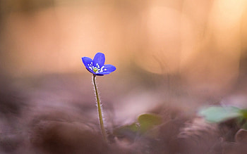 Flower, Macro, Petals, Blur, Smooth, Noble Liverwort, Liver Is Noble HD wallpaper