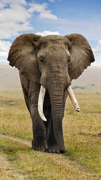 African elephant, Android , Mobile customization, Digital artistry HD phone wallpaper