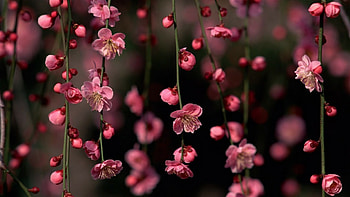 Spring vibes, Bright and cheerful, Nature at its best, Inspiring moments HD wallpaper