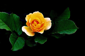 ROSE, PETALS, LEAVES, NATURE, COLORS HD wallpaper
