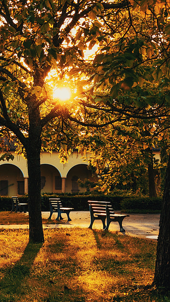 Nature, Trees, Building, Park, Sunlight, Benches HD phone wallpaper