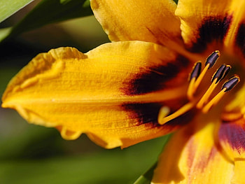 Yellow flowers, purple, beautiful, green, yellow HD wallpaper