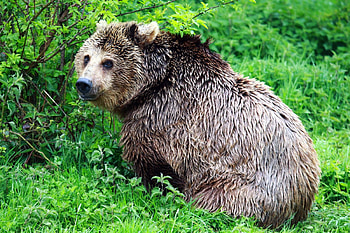 Animals, Grass, Bear, Stroll, Thick, Fat HD wallpaper