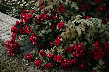 Beautiful red roses in full bloom surrounded by lush green leaves in an outdoor garden. HD wallpaper