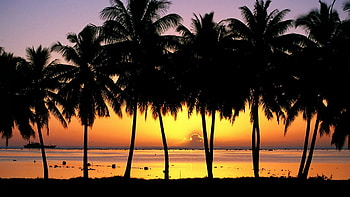 Palm trees, Backgrounds, Pixelstalknet HD wallpaper
