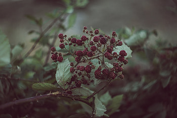Food, Berries, Blackberry, Bush HD wallpaper