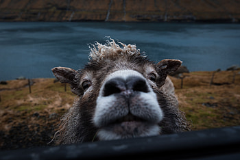 Funny, Animals, Animal, Nice, Sweetheart, Sheep, Peep HD wallpaper