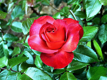 FOR YOU JACQUELENE MY FRIEND, rose, red, gorgeous, beautiful, friend HD wallpaper