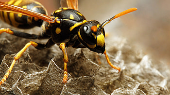 Wasp types, Wasp identification, Wasp characteristics, Invasive species HD wallpaper