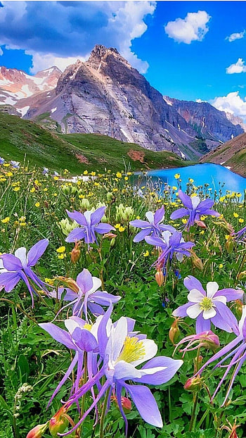 Flower, Beautiful Flower HD phone wallpaper