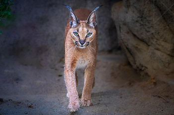 Caracal, Jeffrey C Sink, graphy HD wallpaper