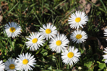 Flowers, Grass, Summer, Camomile, Plant, Shadow HD wallpaper