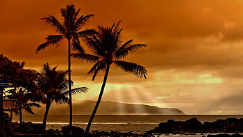 Palms Sunset, palms, nature, water, sunset, ocean HD wallpaper