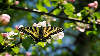 Papillon Butterfly, wings, white, leaves, butterfly, animals, yellow, blossoms, trees HD wallpaper