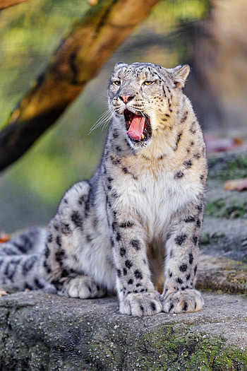 Funny, Animals, Snow Leopard, Animal, Protruding Tongue, Tongue Stuck Out, Zev, Throat HD phone wallpaper