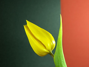 Plants, Flowers, Tulips HD wallpaper