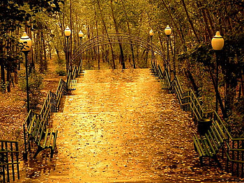 Golden steps in the park, fall, steps, autumn, nature, forest, park HD wallpaper