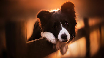 Best dogs, Stunning , High quality HD wallpaper
