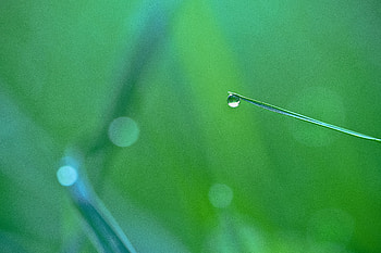 Macro, Sheet, Leaf, Drop HD wallpaper